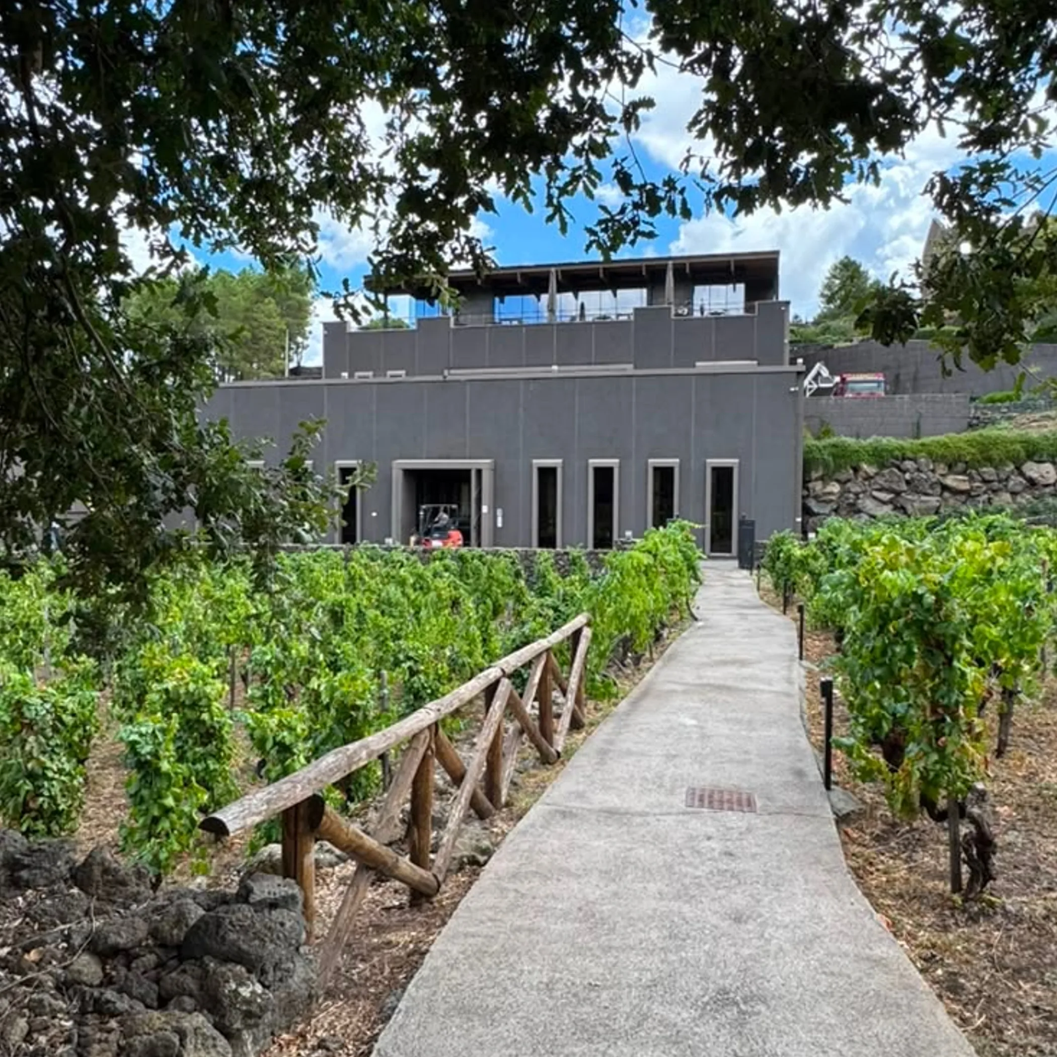vineyard rows and winery