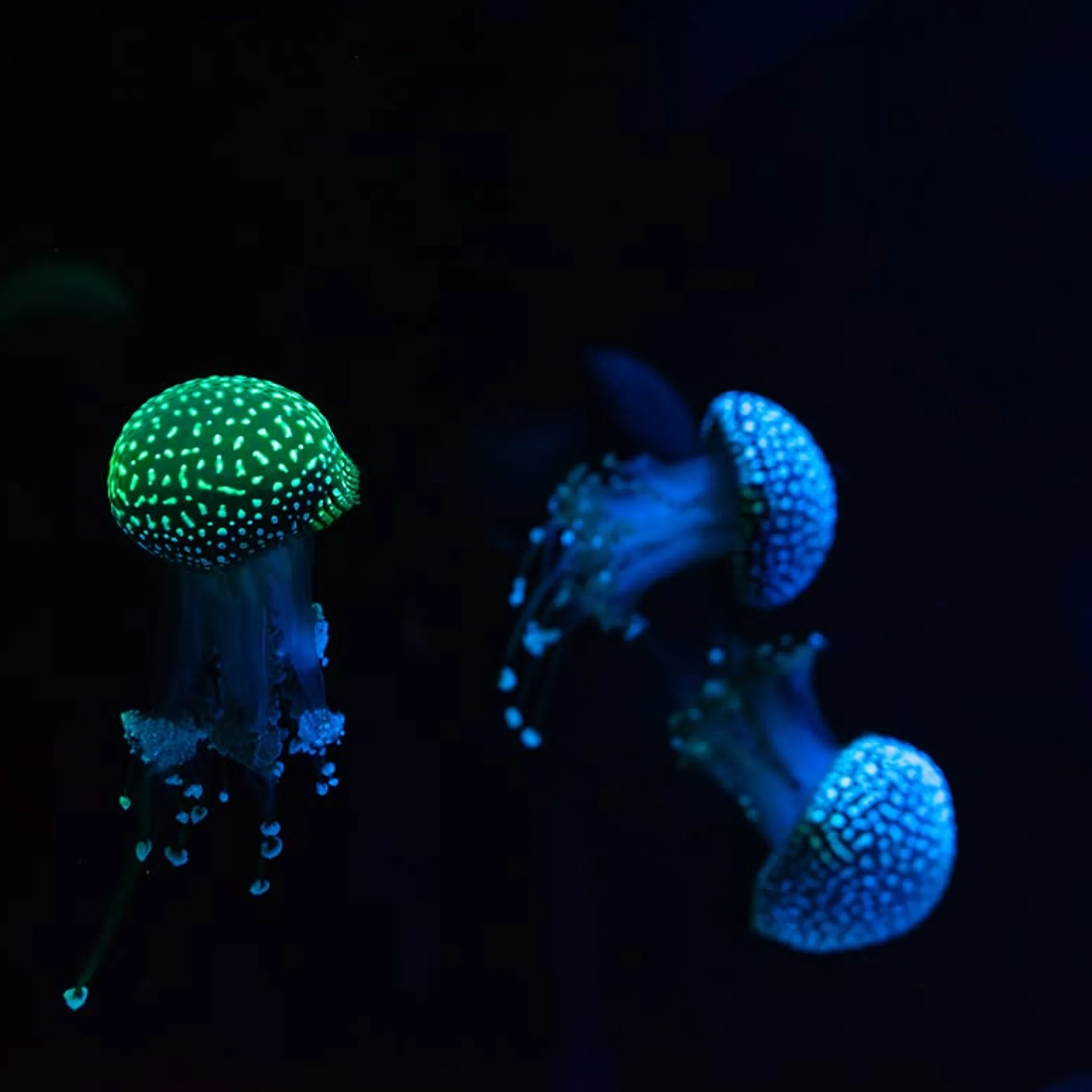 jellyfish visible in photograph