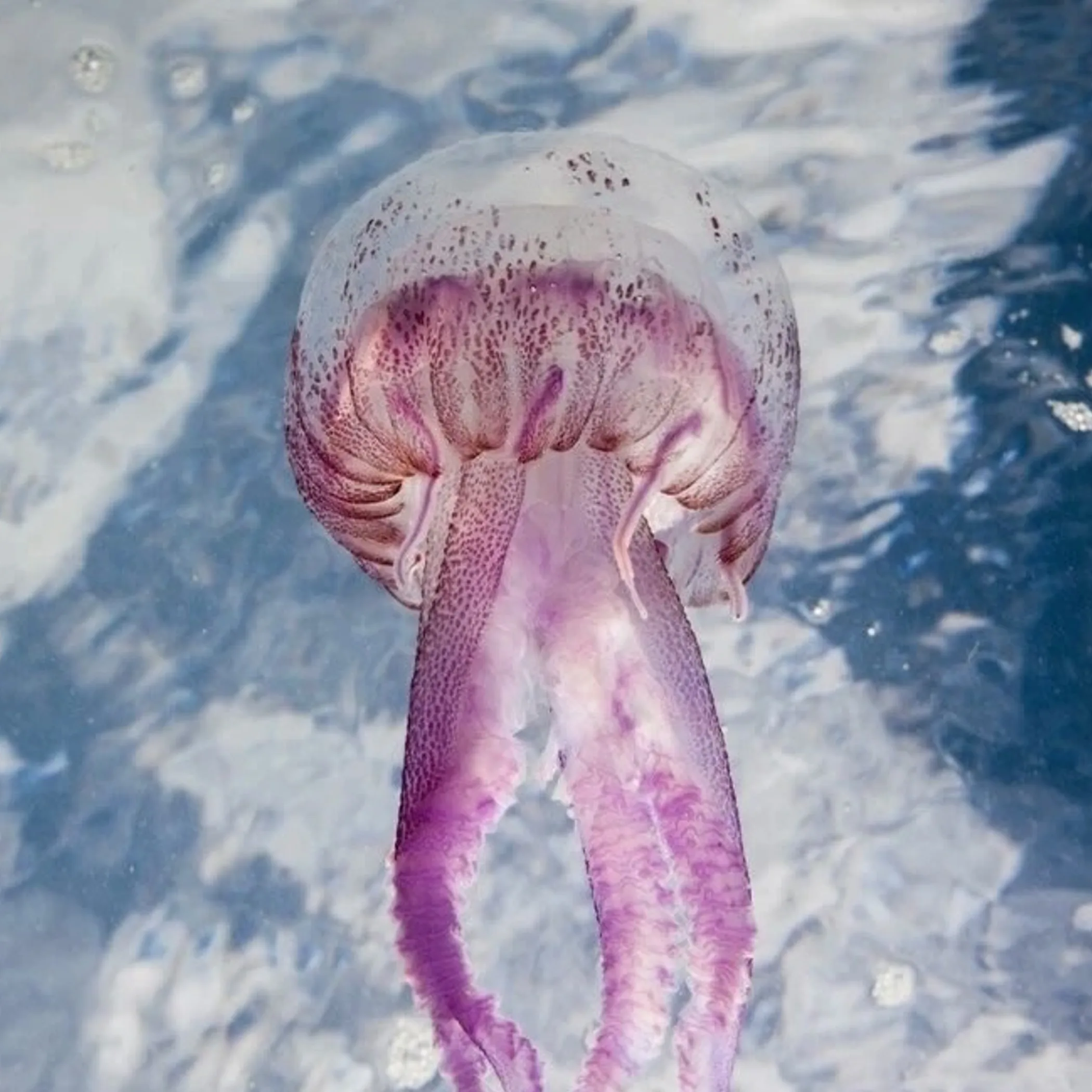 marine stinger season protection