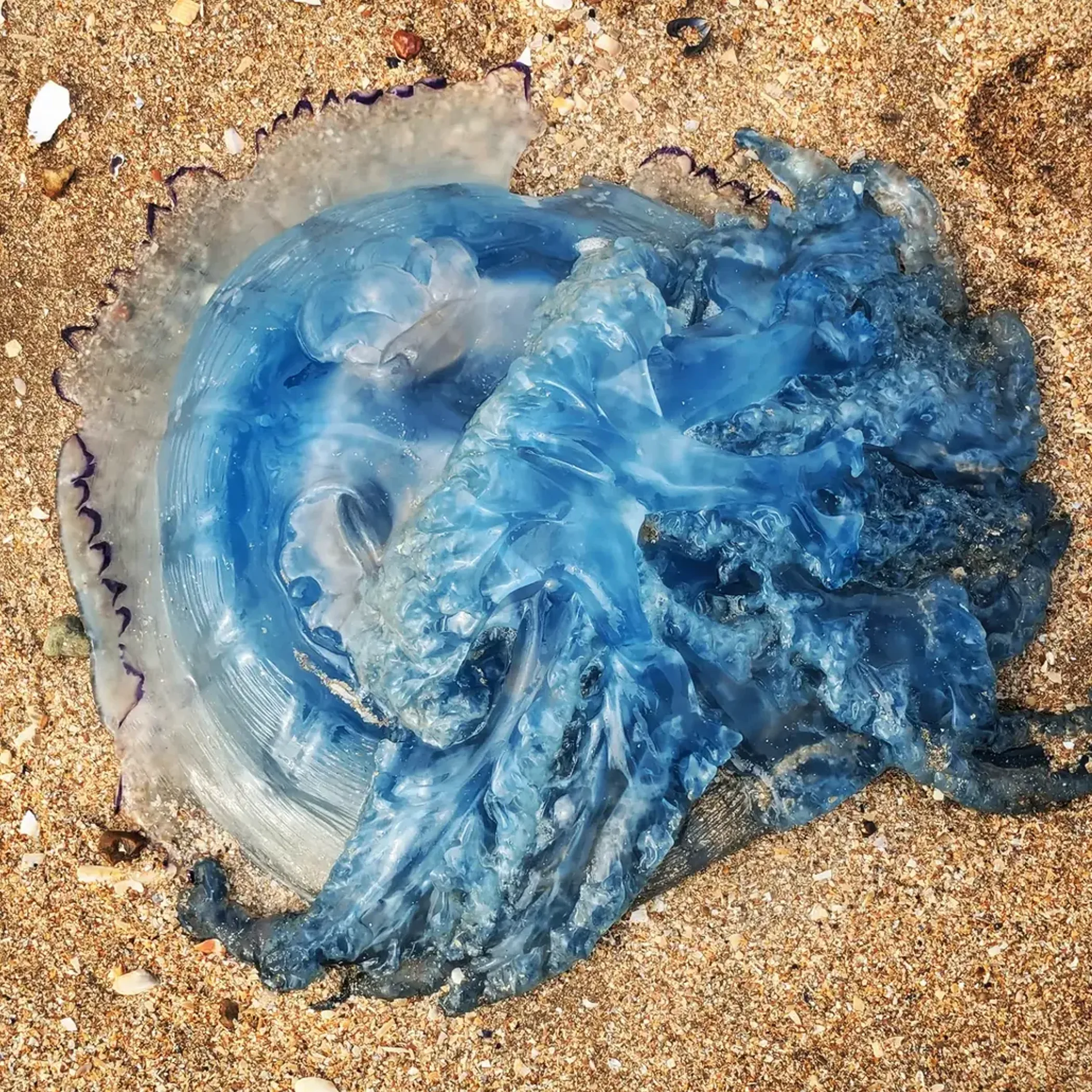 jellyfish during marine stinger season