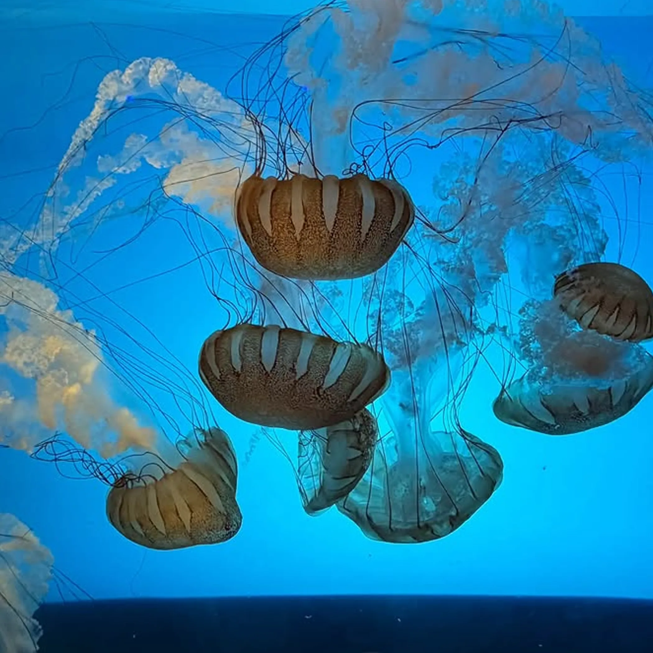 clearly depicted jellyfish