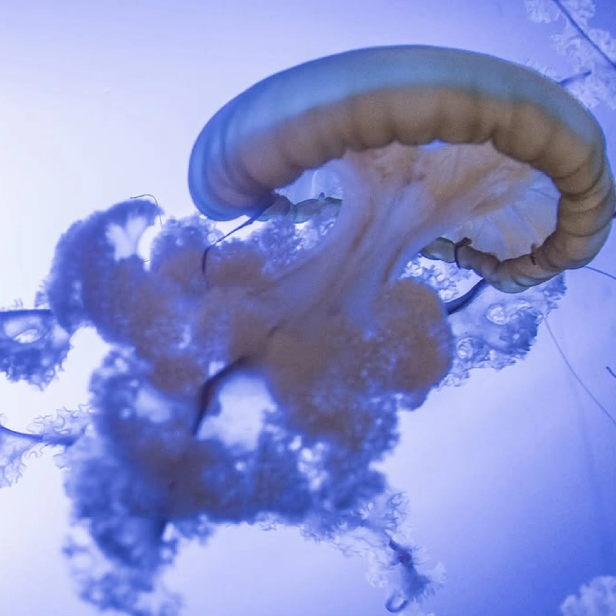 jellyfish in clear water