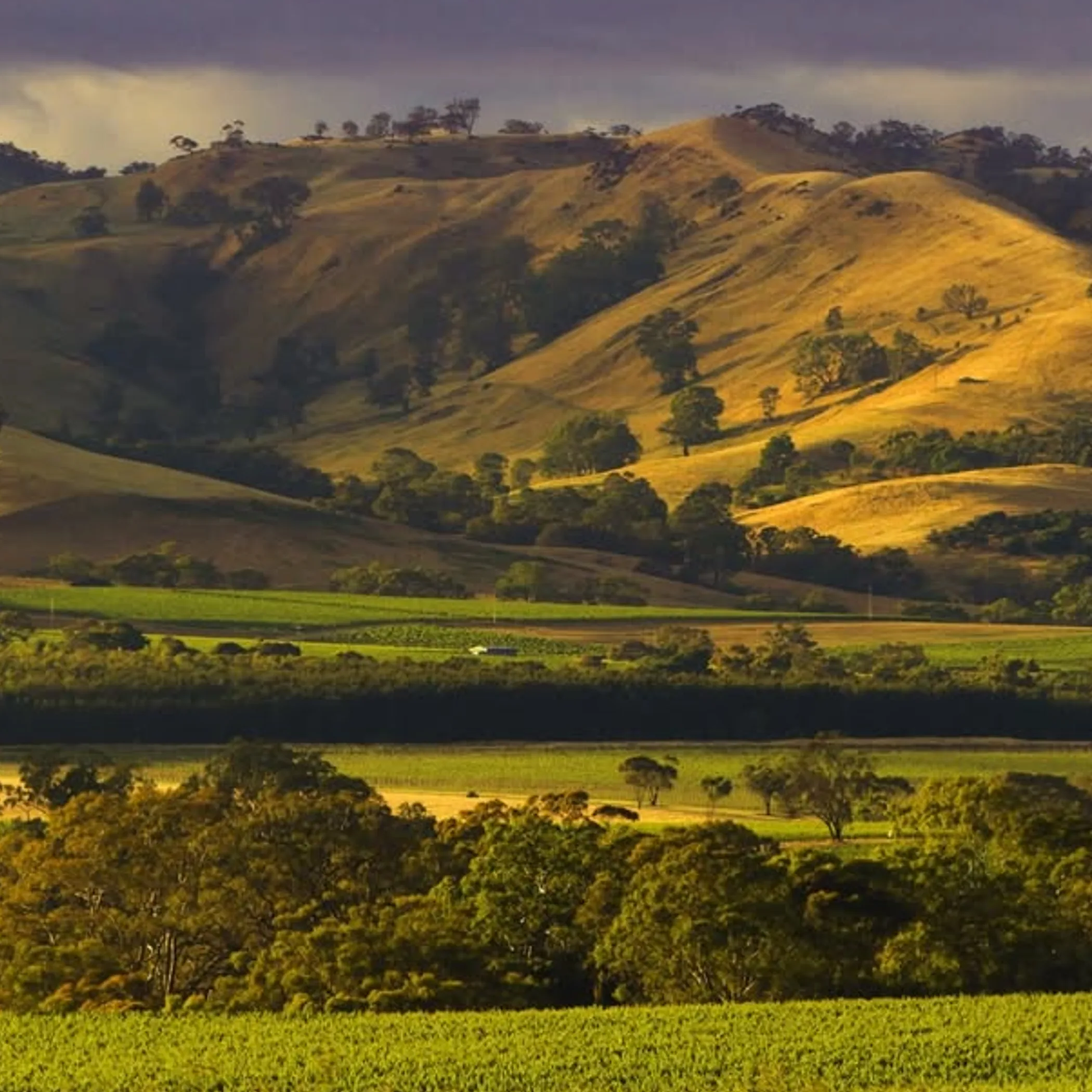 barossa vineyard country